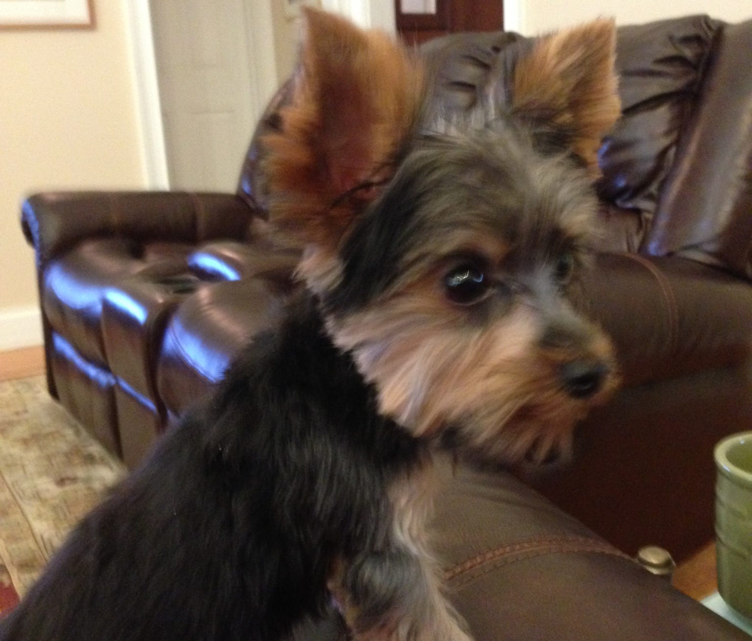 Photos Adorable dogs prance and pose at the National Dog Show