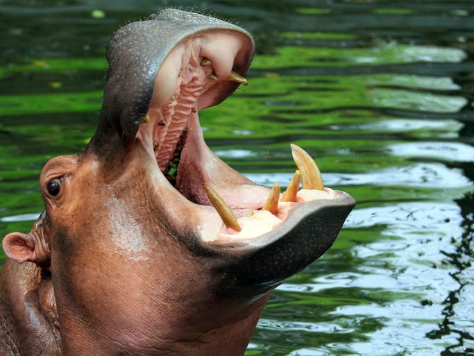We asked 10Best and USA TODAY readers to help us pick the Best U.S. Zoo, and the winners are in. The competition was fierce, but the Toledo Zoo in Toledo, Ohio, takes home the top prize. Our winning zoo boasts an incredible 9,000 animals from 800 different species, making it one of the world's most complete zoos.