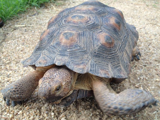 1408749359000-A-middle-aged-tortoise-going-for-a-stroll.JPG