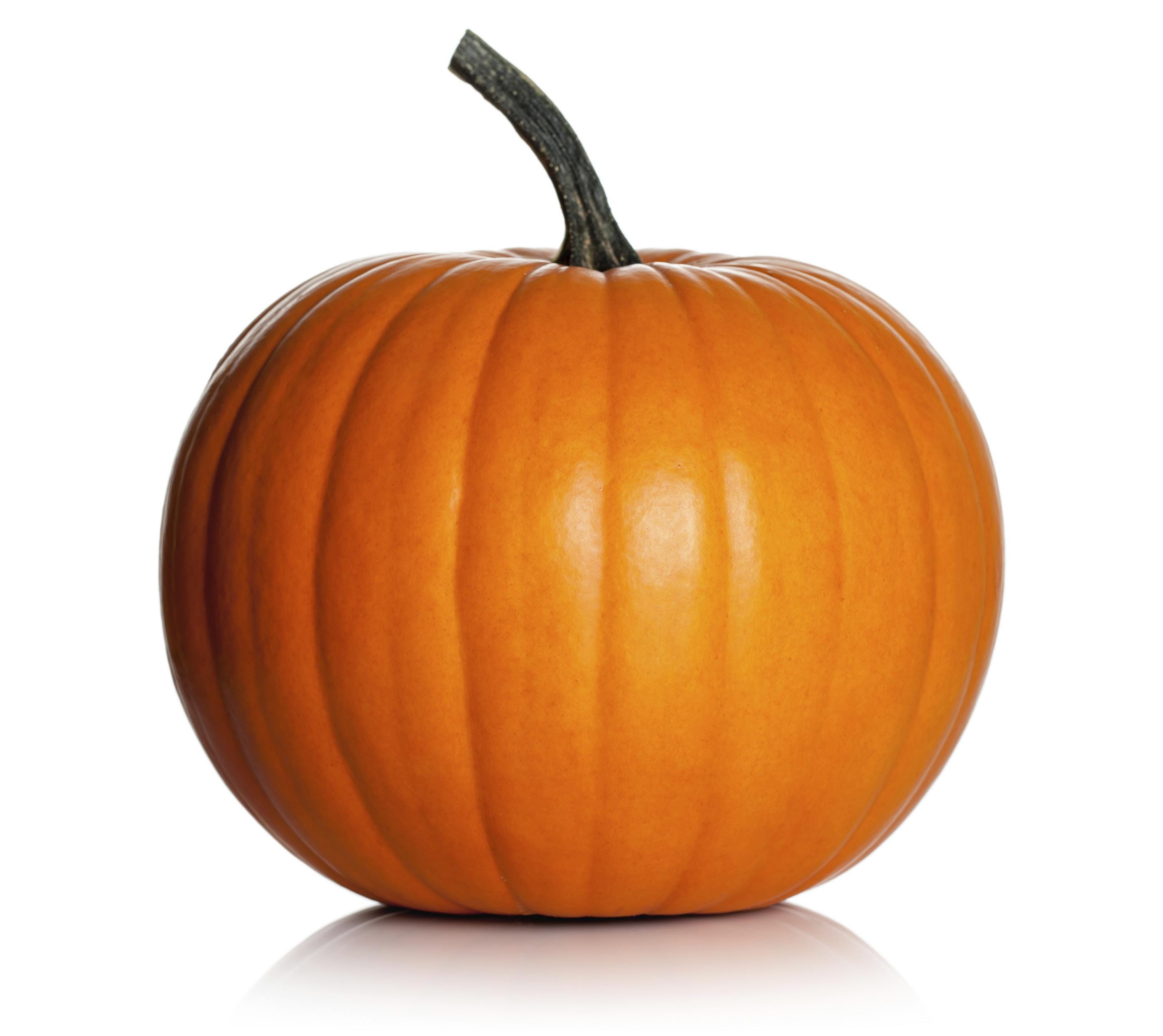 why you should feed your pets pumpkin why you should feed your pets pumpkin