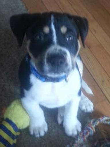 FEB. 13 – Gelt is a 9-week-old pup available for adoption