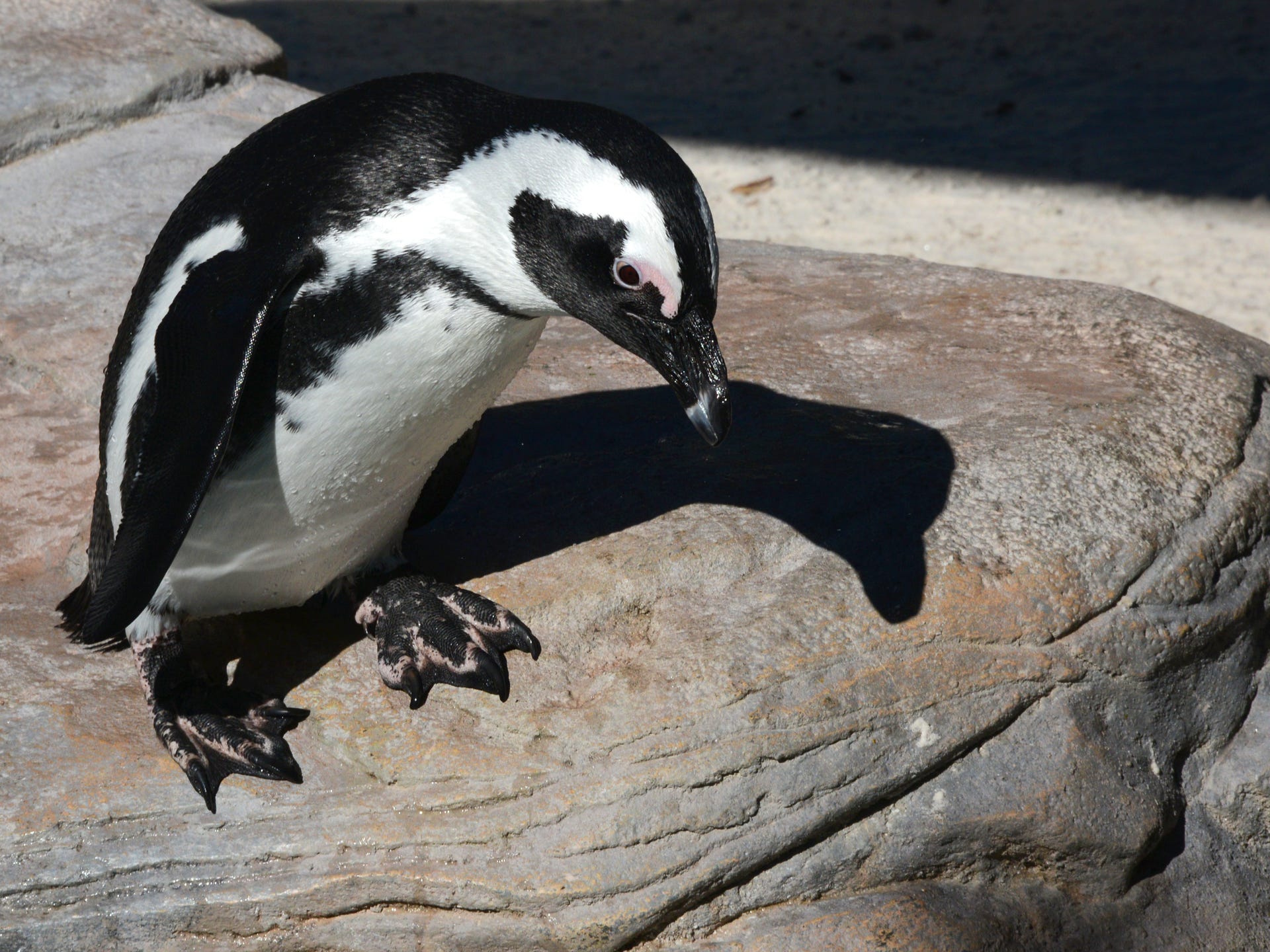African penguin chick mom Amber.
