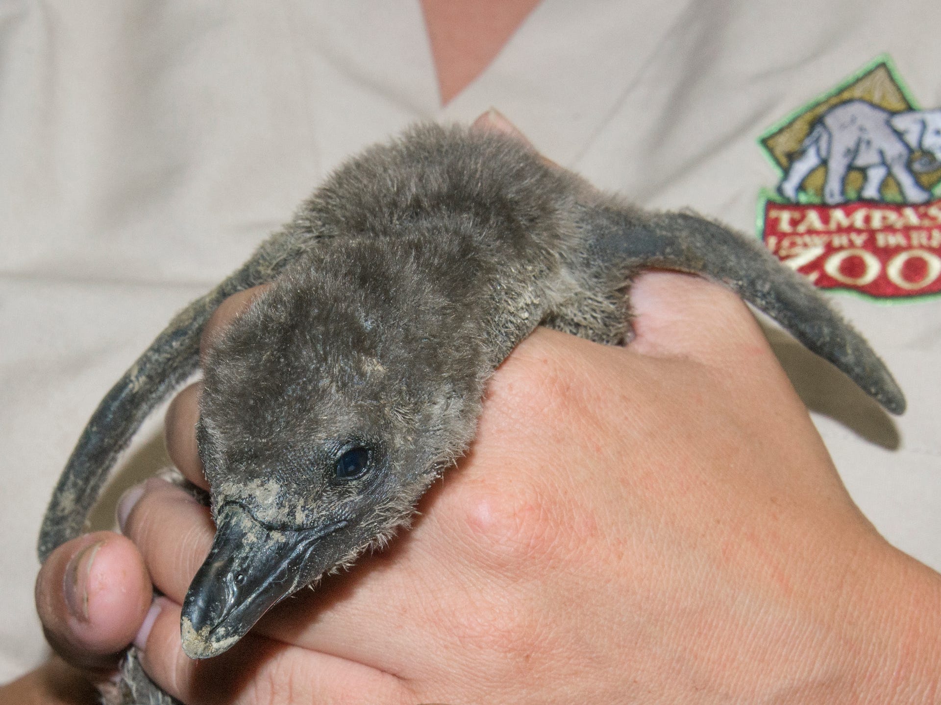 The ninth African Penguin chick was born at Lowry Park