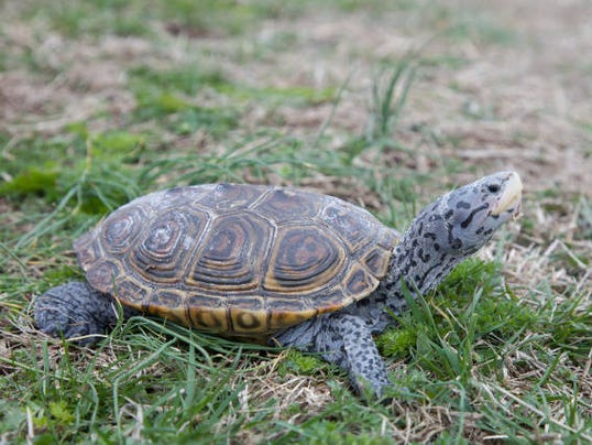 Virginia bill to save turtles goes to Senate