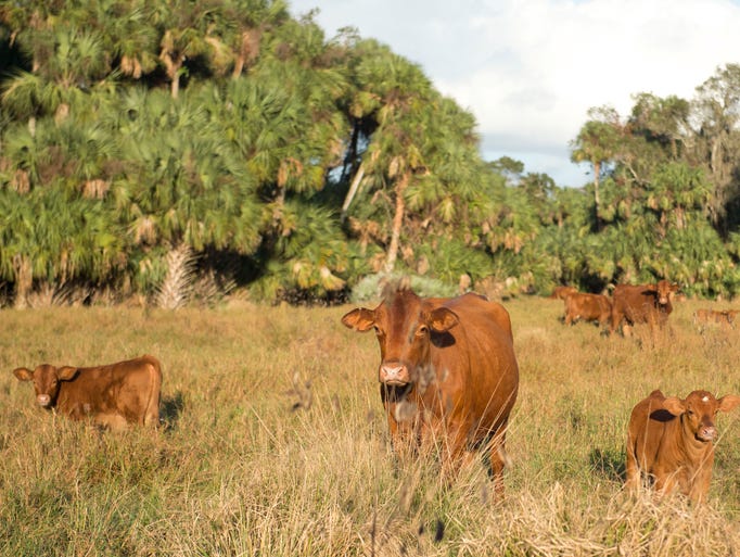 Adams Ranch, pictured on Dec. 16, 2016 near Fort Pierce,