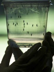 A researcher looks at Aedes aegypti mosquitoes kept
