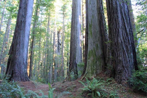 Two Ways To Explore Oregon S Redwoods