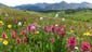 A riot of colorful wildflowers near Cottonwood Pass