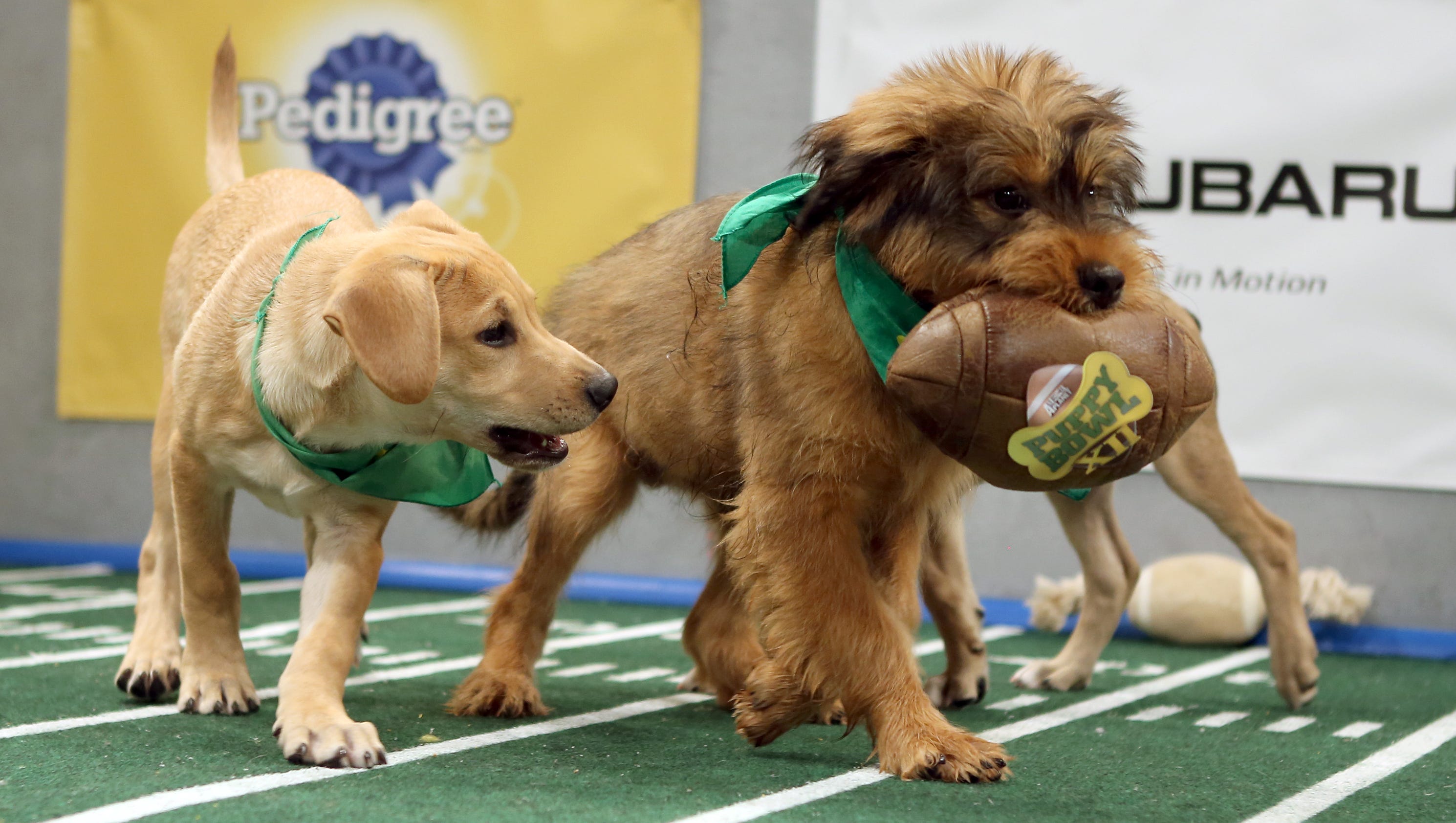 Furballs on the field: Puppy Bowl always a tail-wagger3200 x 1680