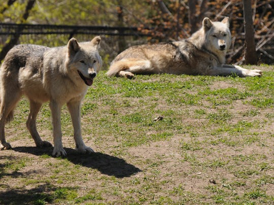 OSH Zoo Wolves 043015 JS 01 Main Image.jpg
