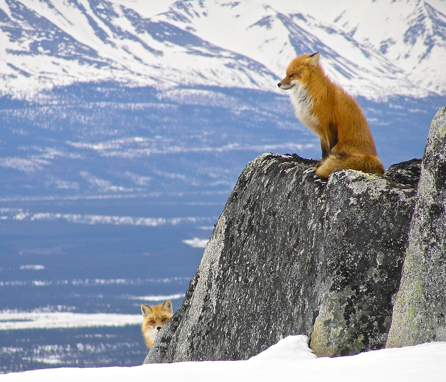 Peek-a-boo! Two cute red foxes play a game of hide and seek among the snow and mountains of Lake Clark National Park & Preserve in Alaska. Which fox are you?