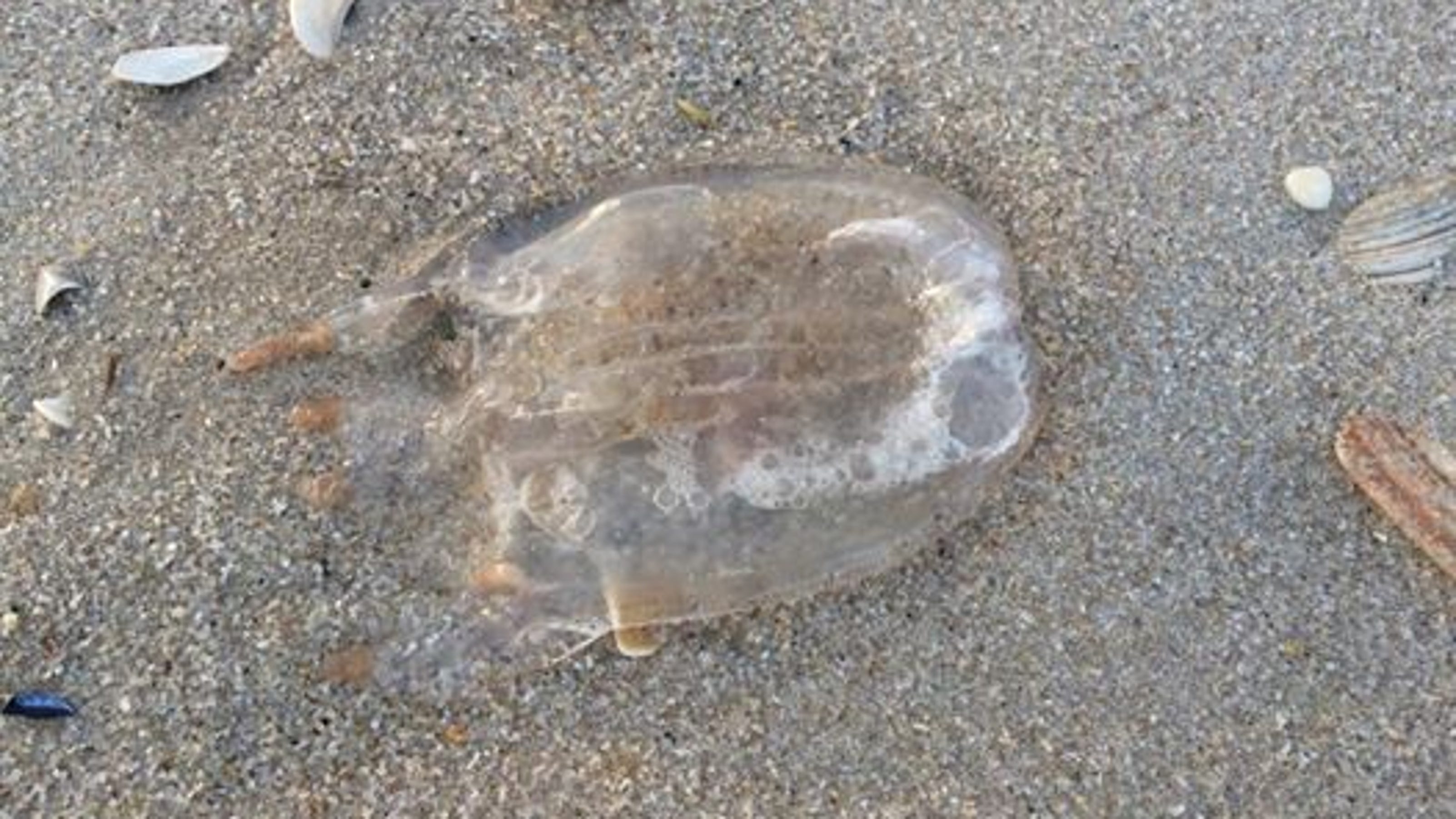 Box jellyfish move up coastline; threaten Shore