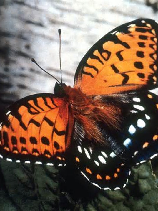 Regal Fritillary.jpg