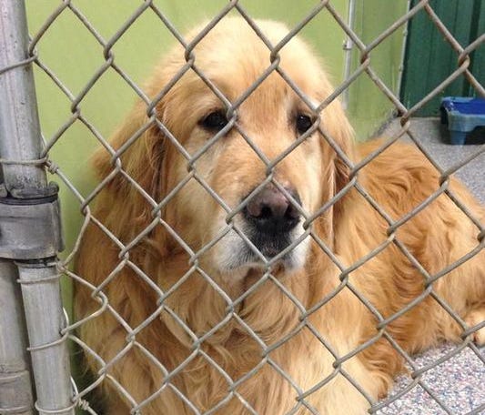 36 Abandoned Golden Retrievers Rescued From Turkey Wtsp Com