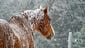 Snowed under: A horse braves the snow in Washington,