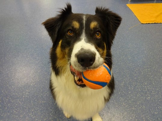 Four Paws Pet Hotel And Resort Fort Collins Co Four Paws Pet Hotel And Resort Fort Collins Co
