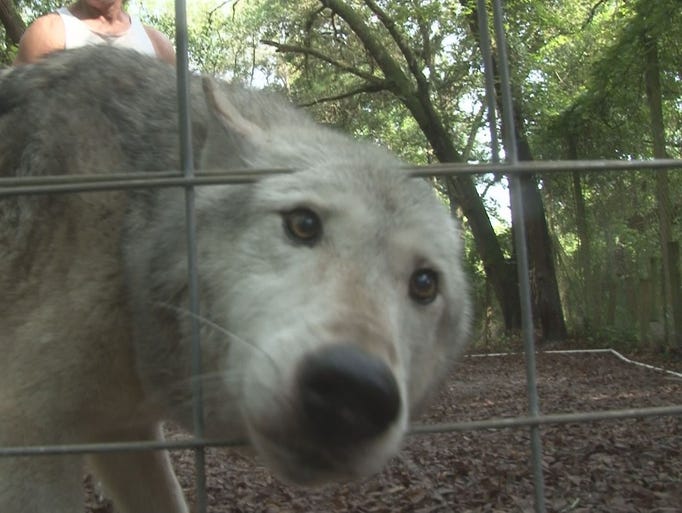 The sanctuary is home to 60 wolves and wolf dogs, most