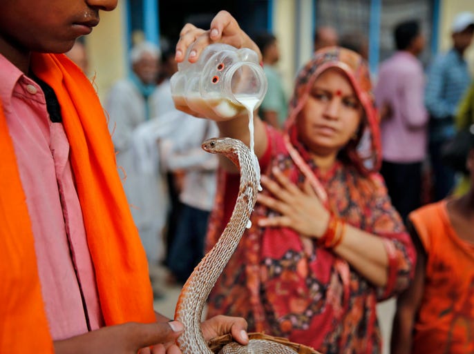 A Hindu devotee pours milk on a snake during the annual Hindu Nag Panchami festival, dedicated to the worship of snakes, in Allahabad, India.