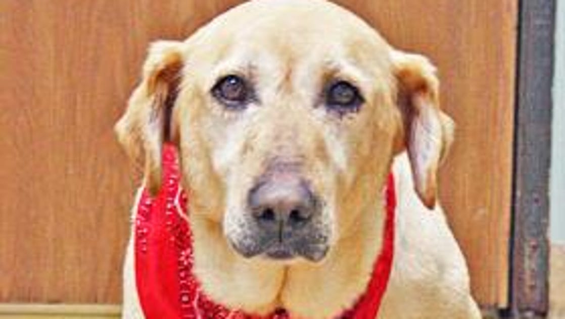 Pet of the week: Fatima the dog - St. Cloud Times