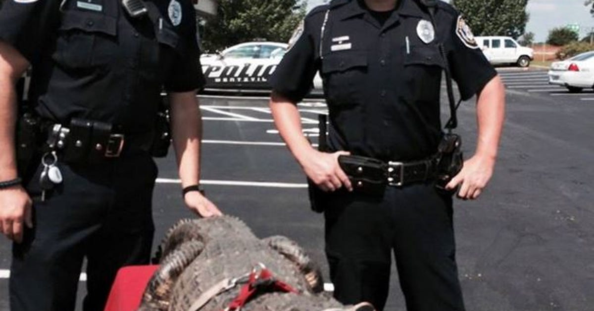 Police escort alligator to vet in Missouri
