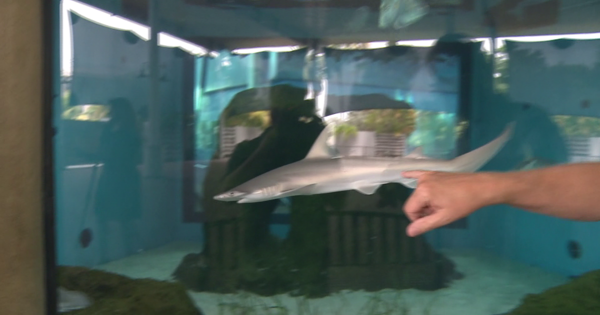 Wearing one certain color will more likely attract sharks