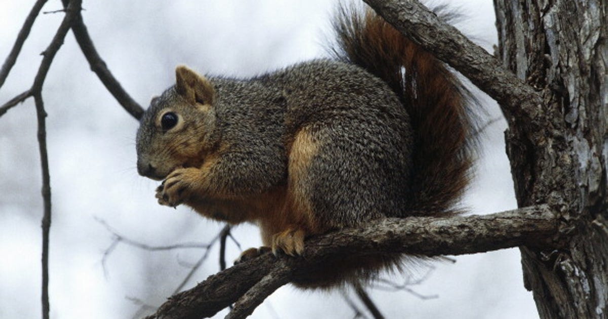 Three Idaho species taken off endangered list