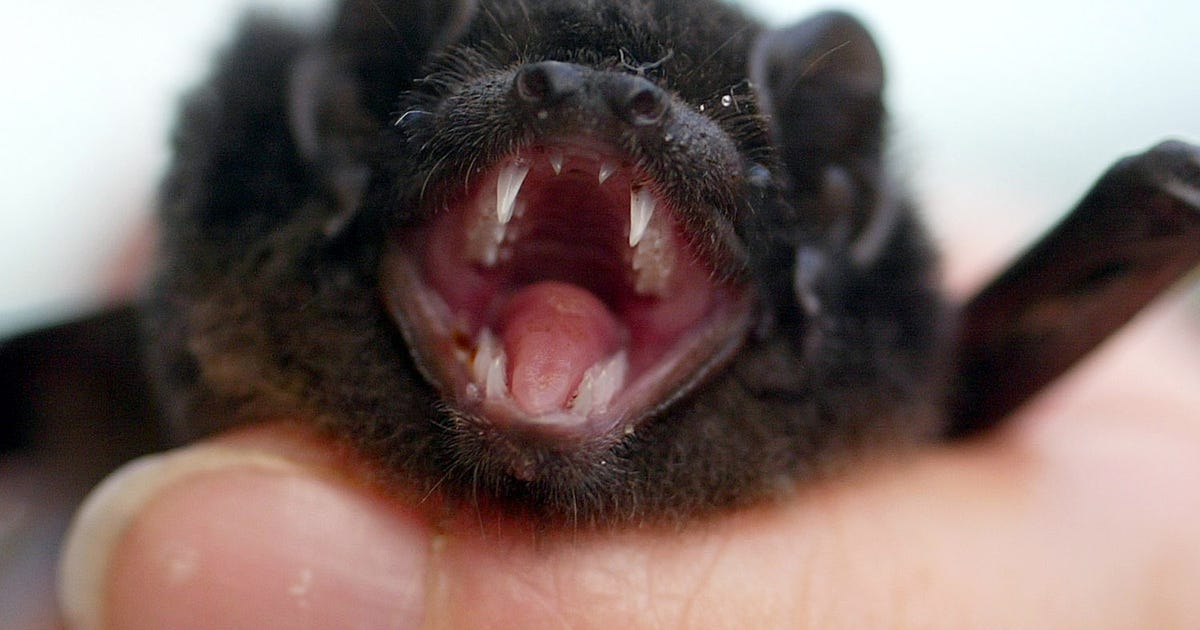 Rabid bat bites child at Liberty Lake Park