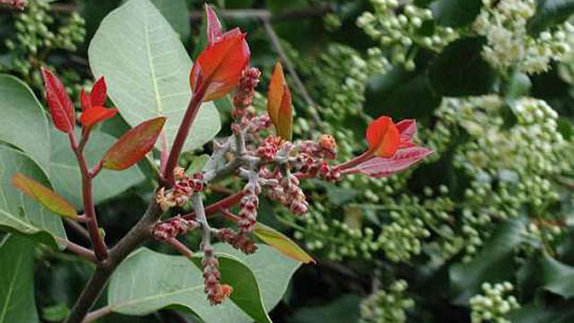 Root-rot remedies