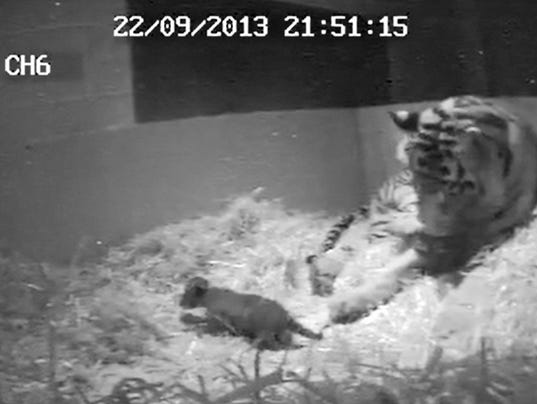 tiger_cub_london