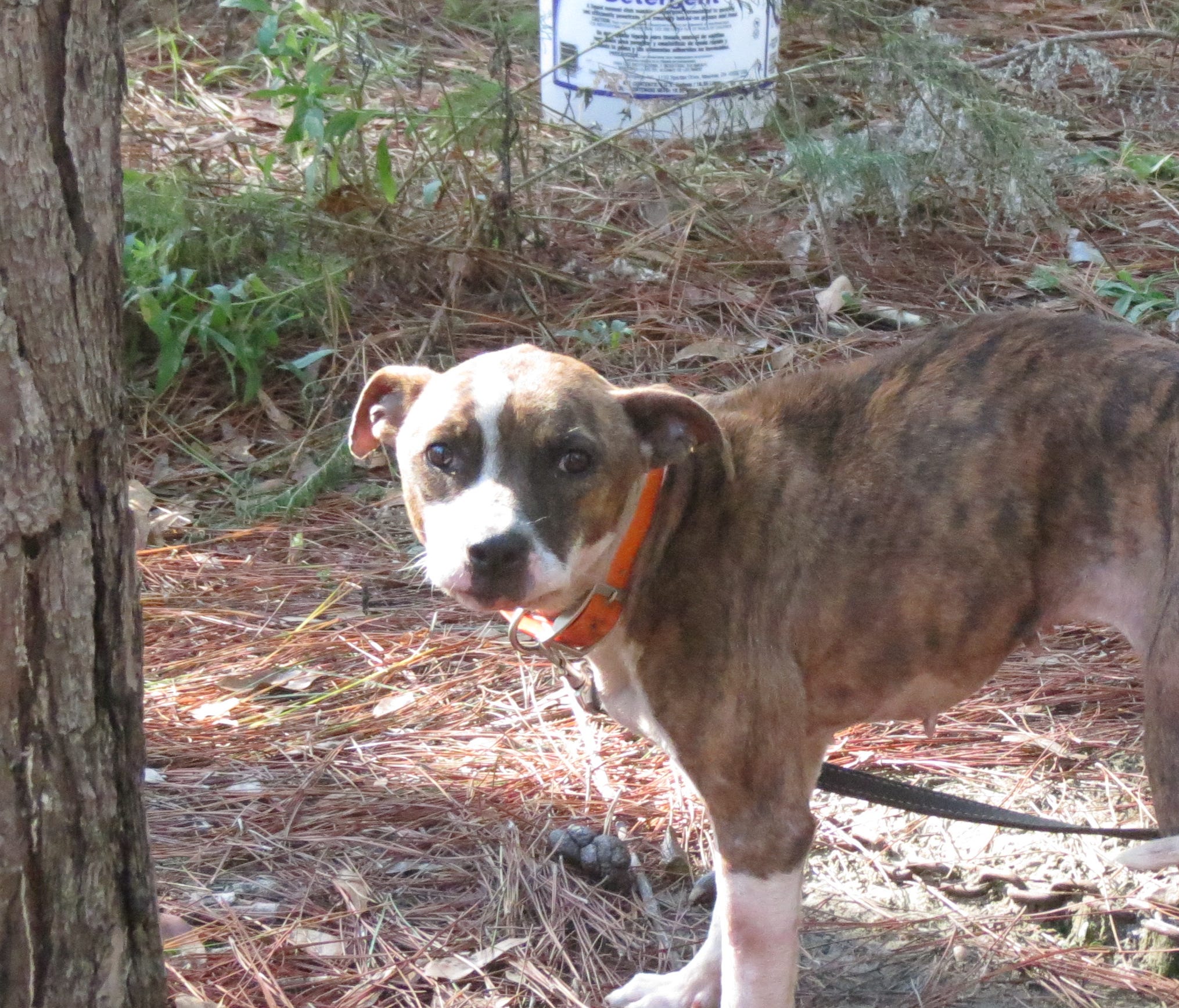 UPDATE Photos released of suspected dog fighting ring