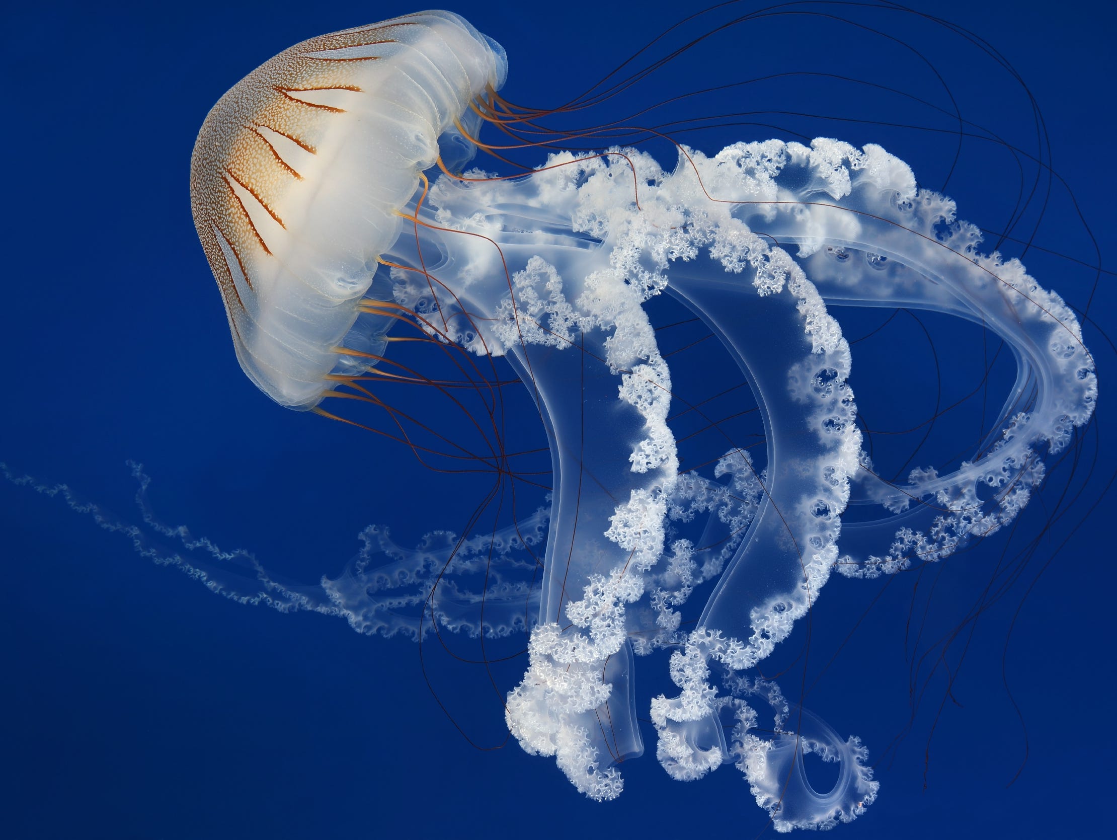 Mature South American sea nettles (Chrysaora plocamia), aka brown jellyfish, in Spanish they are called medusa parda. In the wild these jellies can grow to three feet (91 cm) in diameter.
