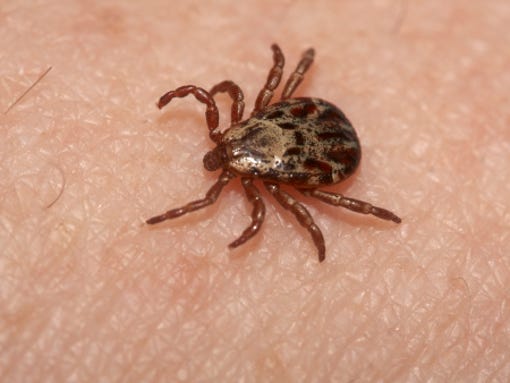 tularemia is transmitted mainly by ticks