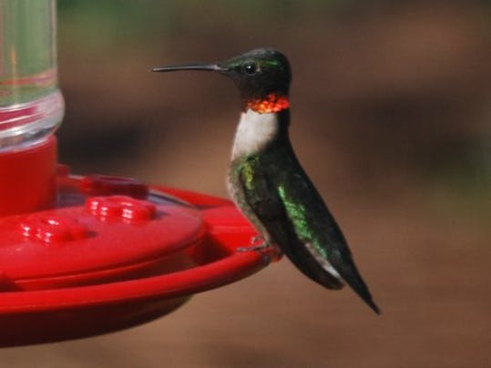 hummingbirds return to feed breed hummingbirds return to feed breed