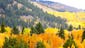 Aspen autumn: Trees are ablaze with stunning yellows
