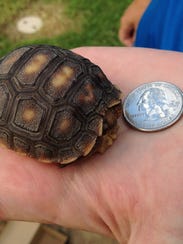 1408749359001-A-1-year-old-baby-tortoise-recently-turned-in-to-game-and-fish.JPG