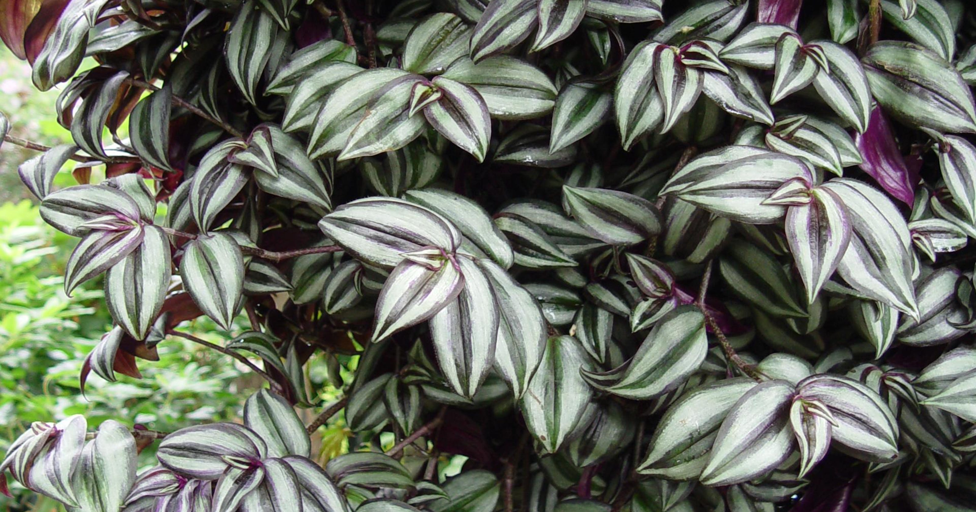 Introducing the purple queen