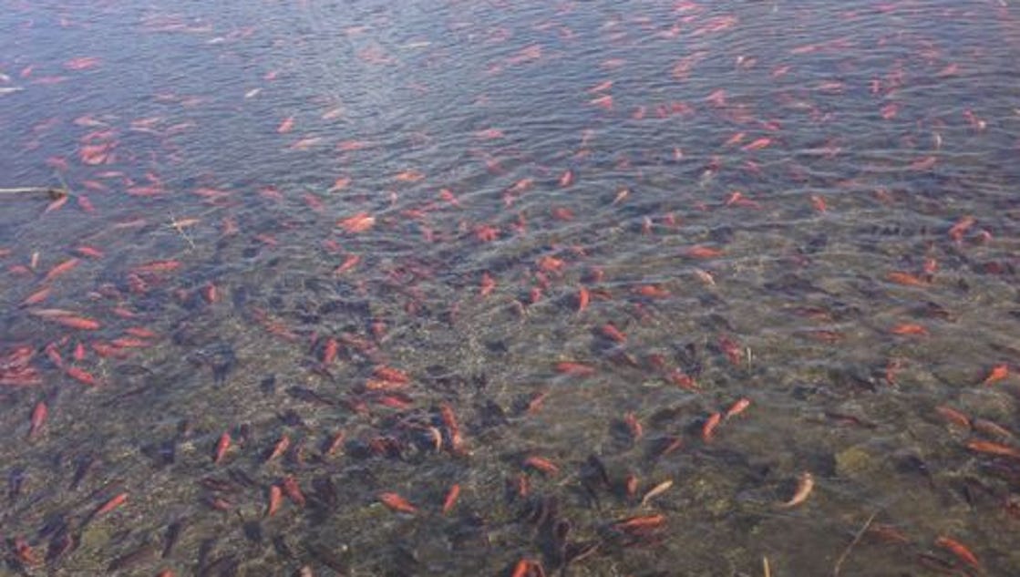 Thousands of pet goldfish take over lake