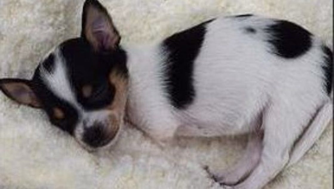 Twolegged dog was to be euthanized but this happened