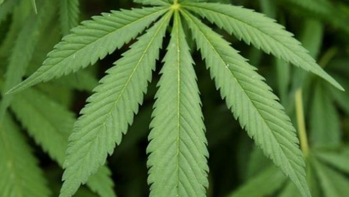 Police: Woman ordered nearly 10 pounds of marijuana - Springfield News-Leader