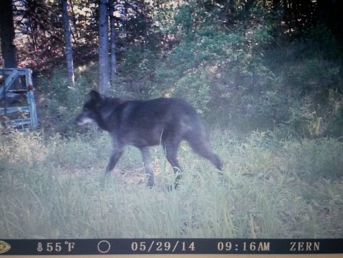 A wolf photographed in Marathon County in May 2014.