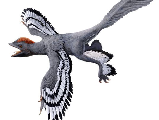 636238884534742956-Anchiornis11.jpg