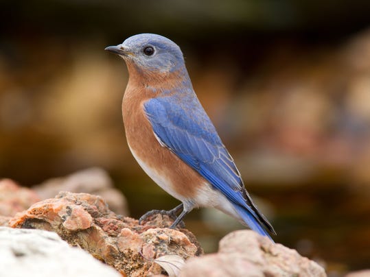 Missouri State Bird Eastern bluebird Sialia sialis
