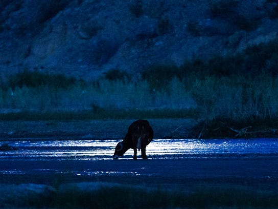 Moonlight reflects on the Virgin River as one of Cliven