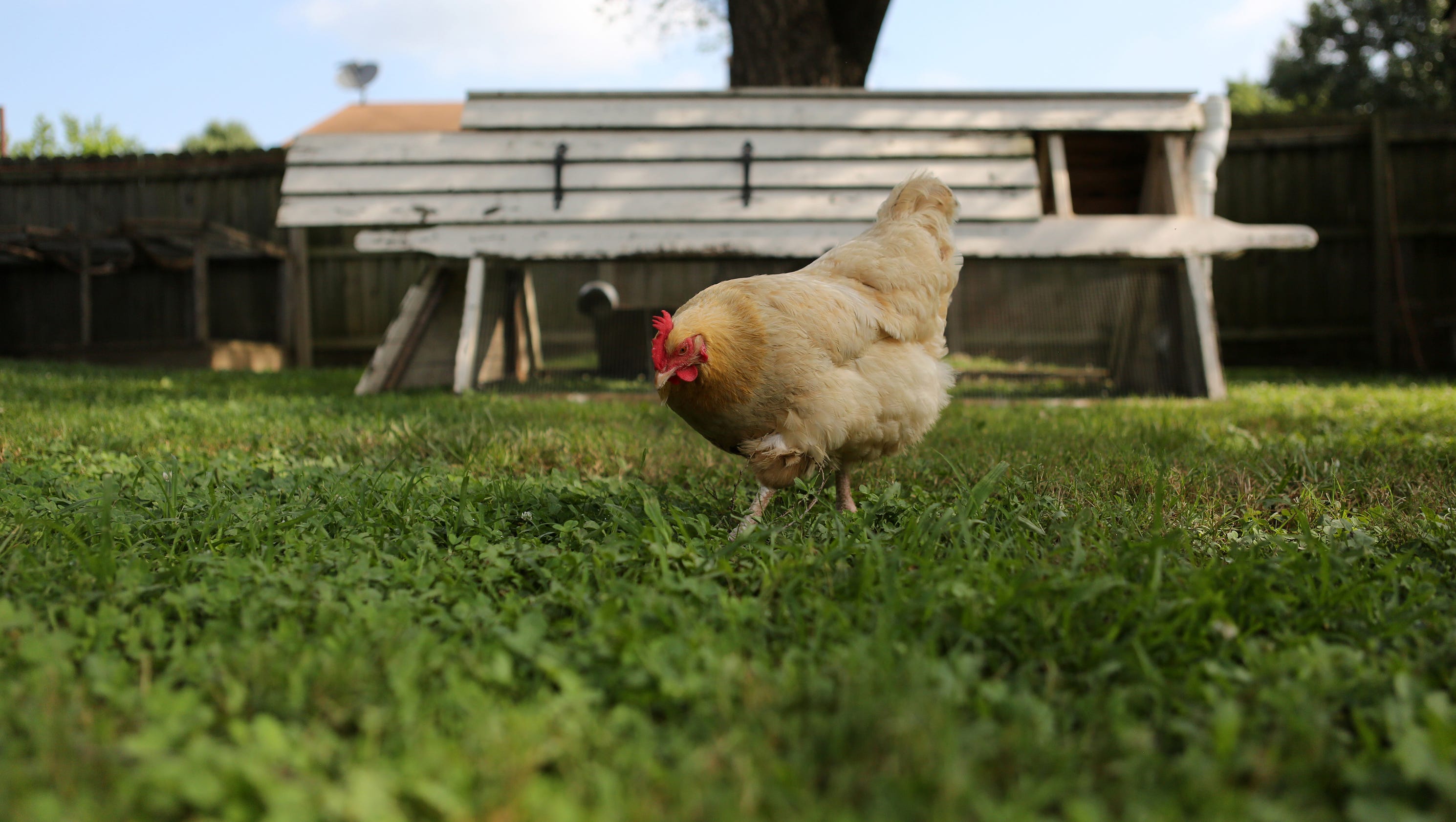 5 facts about raising chickens in Louisville