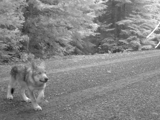 One of OR-7's wolf pups in southwestern Oregon