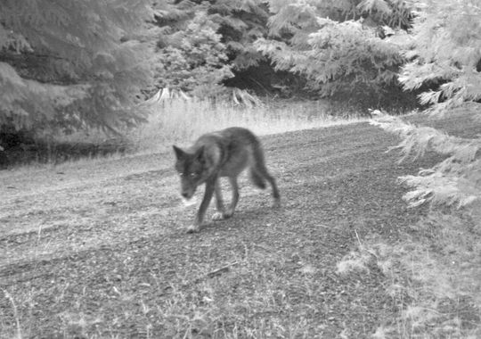 or7 wolf pup pics odfw (7)