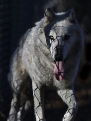 One of three wolves at Wildwood Zoo in Marshfield lopes