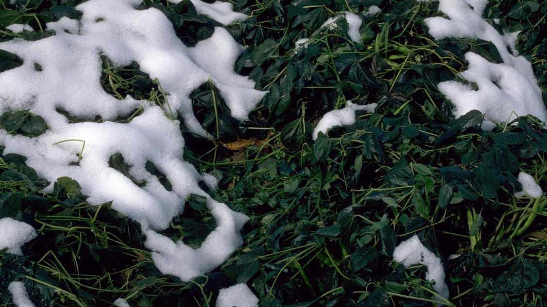 Understand frost, freeze and dew point