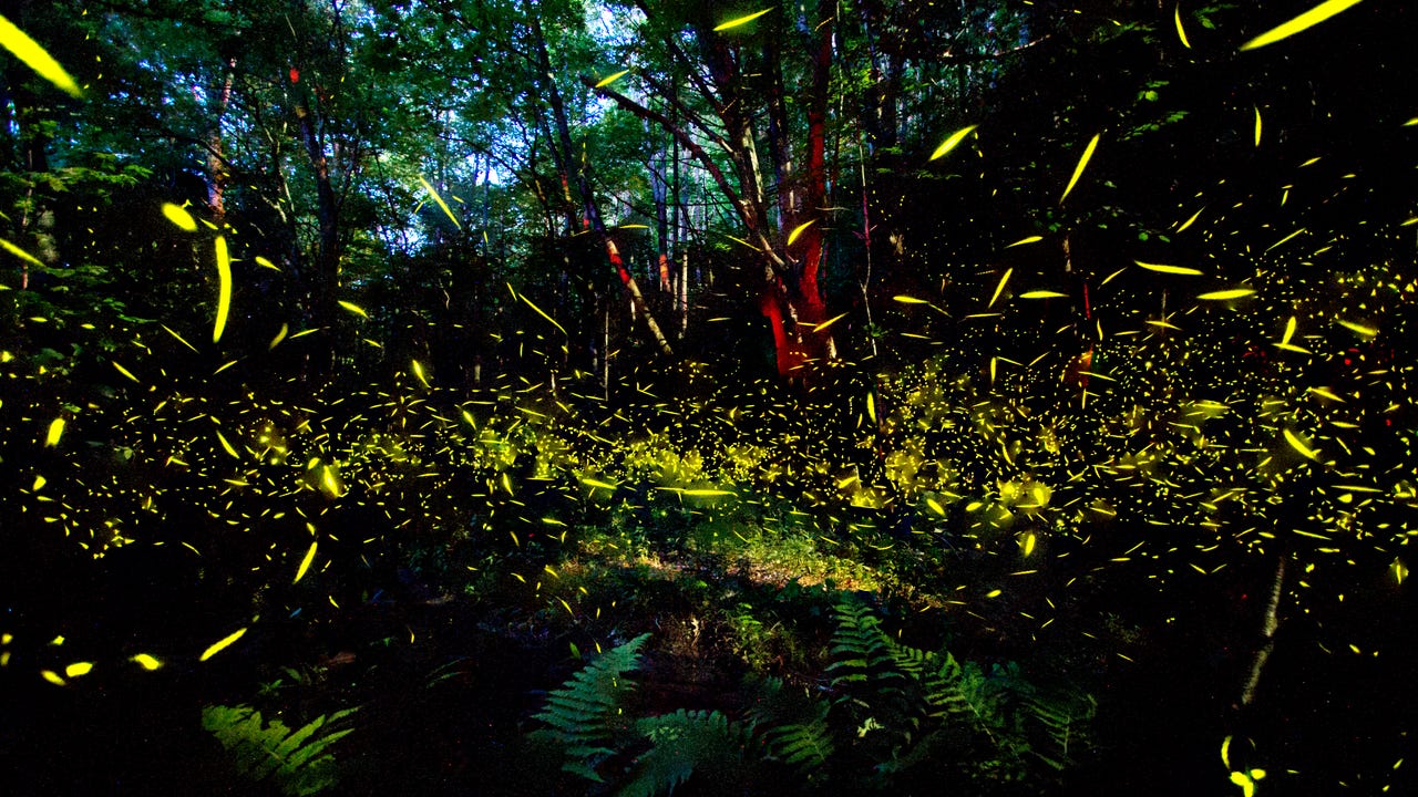 Spot blue ghost fireflies around Asheville in PIsgah, DuPont forests