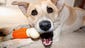 "Ziva the Diva is a rescue with quite the zest for life!"